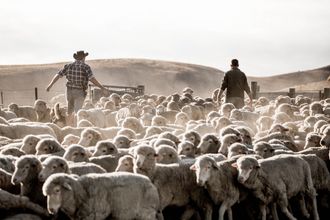 Mulesing - Merinowolle mulesing-free gewinnen