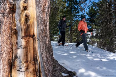 Wähle Schneeschuhe je nach Terrain und gewünschter Aktivität. (Foto: Koch alpin / Bernd Ritschel)
