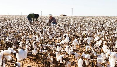 Patagonia uses only organic cotton