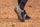 Multicross