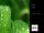 Leaf Flask 0.7L Grass