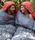 KSB 0 (xl) Sleeping Bag