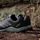 Tracerocker 2.0 Trailrunning-schuh