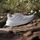Terrex Soulstride Ultra Trail Running Shoes
