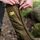 Women's Helium Gaiters