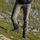 Breheimen Softshell W Pants