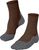 chestnut (5534)