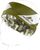 olive - weiss (7310)