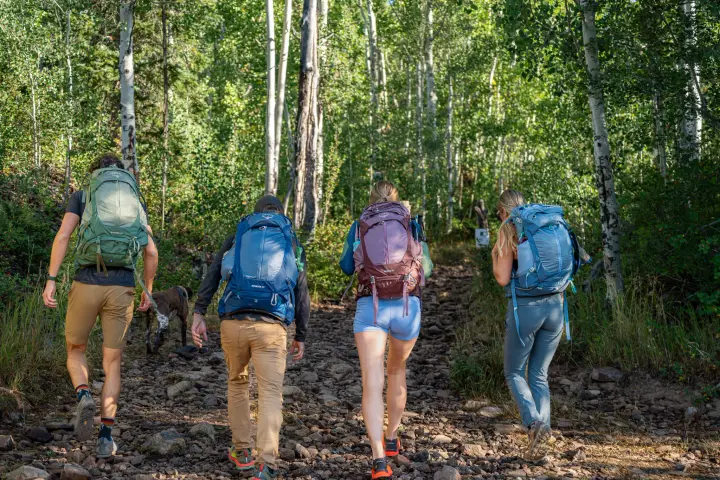 Vier Personen mit Wanderrucksäcken gehen auf einem Weg durch einen lichten Wald